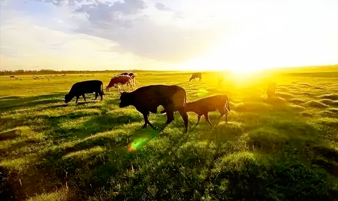 LoRa设备应用在智慧养殖、智慧农业中，发挥巨大作用