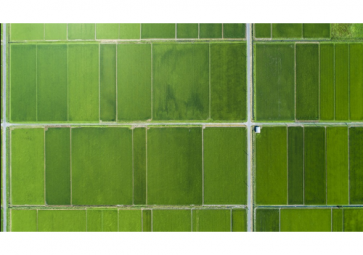 「农业物联网」物联网将成为“数字农业”建设的决定力量