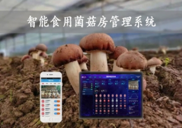  智能食用菌菇房管理系统，物联网方案应用，打造菌菇种植工厂